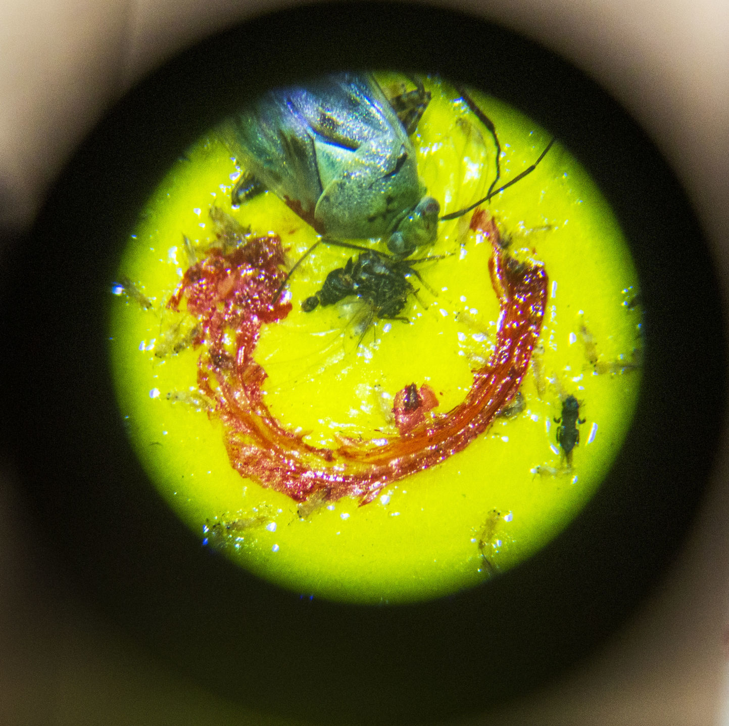 Potato pest research